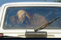 Мариинским городским судом постановлен приговор за совершение краж овец и автомобильных колёс