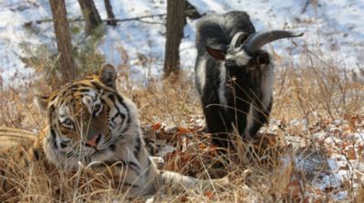 Соседями тигра Амура и козла Тимура станут леопарды из Швеции и Чехии