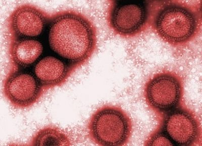 Число заболевших "свиным гриппом" на Камчатке превысило 20 человек