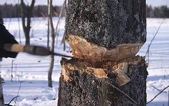 В Кузбассе Мариинским городским судом рассмотрено уголовное дело о совершении незаконной рубки лесных насаждений