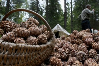 Срок заготовки кедрового ореха в лесах кемеровской области