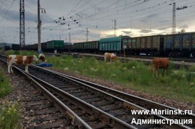 КРУПНОРОГАТЫЙ СКОТ УГРОЗА ДЛЯ ПОЕЗДА!