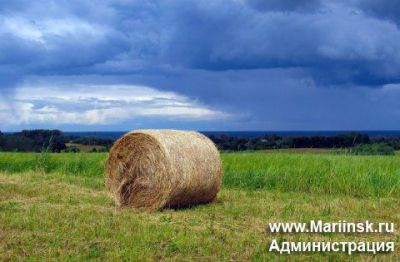 Кормозаготовка в Кузбассе идет в соответствии с планом