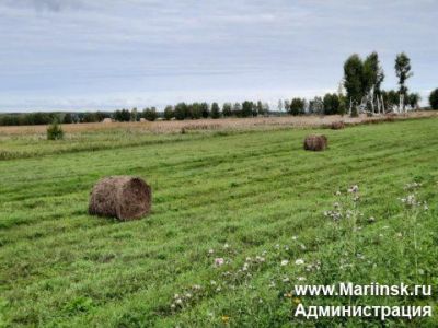 Кормозаготовка в Кузбассе идет в соответствии с планом