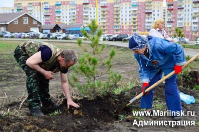 В Кузбассе в 2024 году высадили более 3,6 млн деревьев