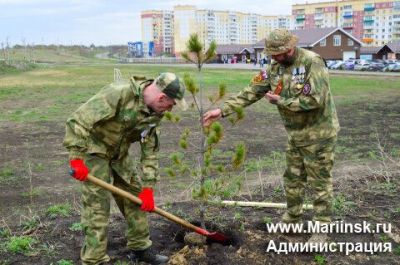 В Кузбассе в 2024 году высадили более 3,6 млн деревьев